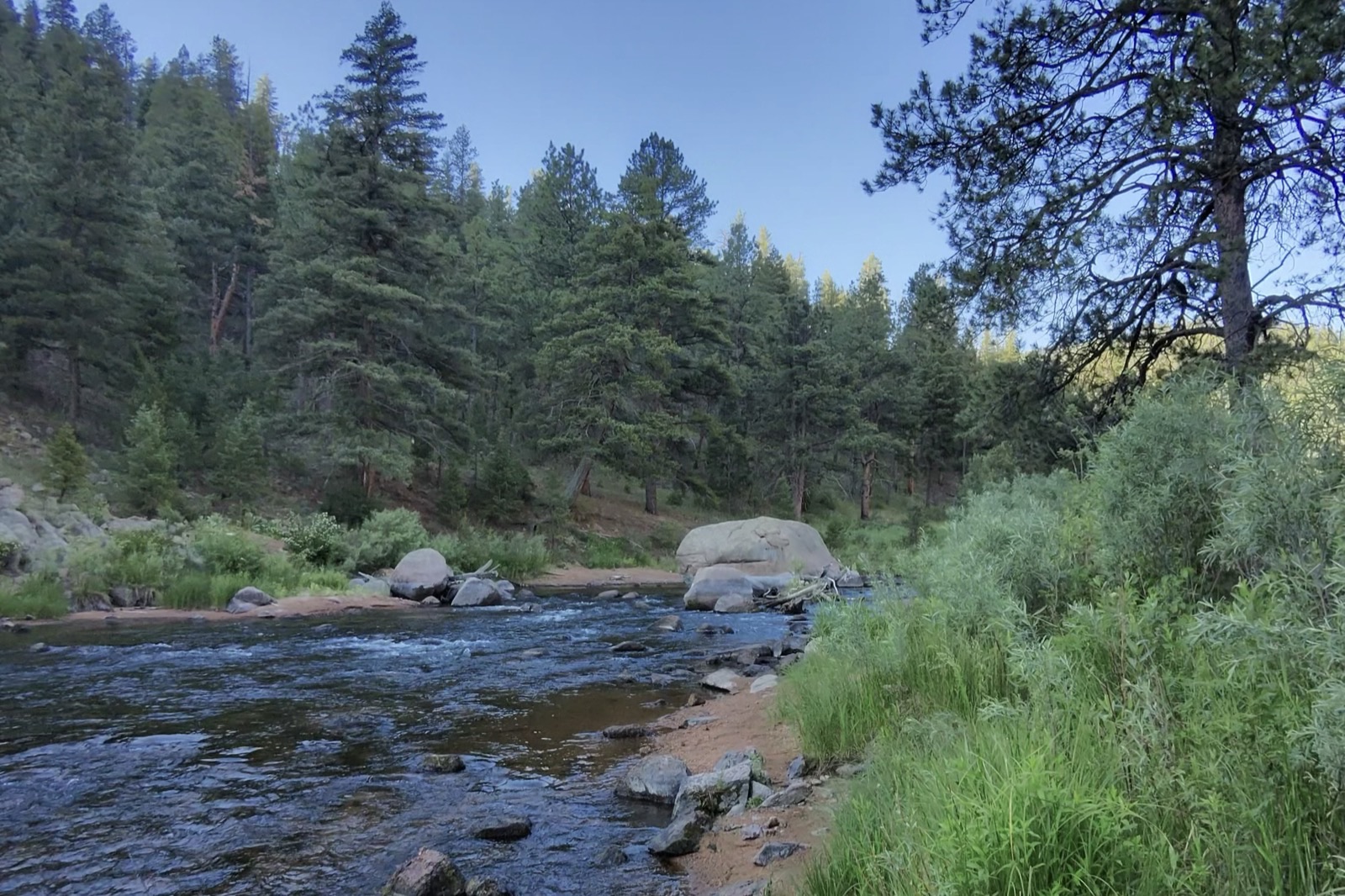 The South Platte in Cheesman Canyon — the river running dark and broken over a cobble bottom with ponderosa timber standing right down to both banks, the far wall already in shadow and only the tops of the pines still holding light