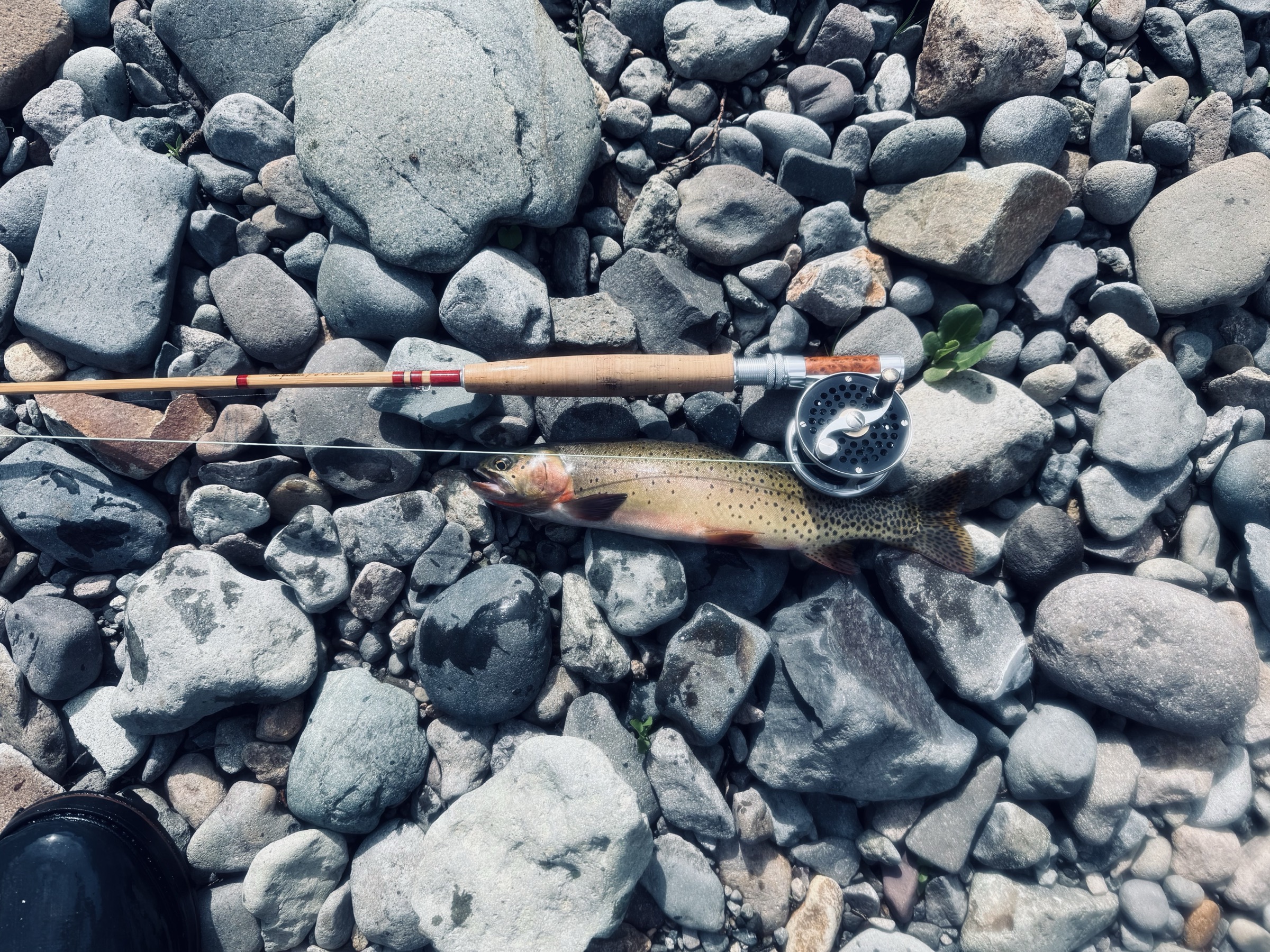 A wild Colorado cutthroat on river cobble beside the Headwaters Madison bamboo rod and its Clark Fork click-and-pawl reel