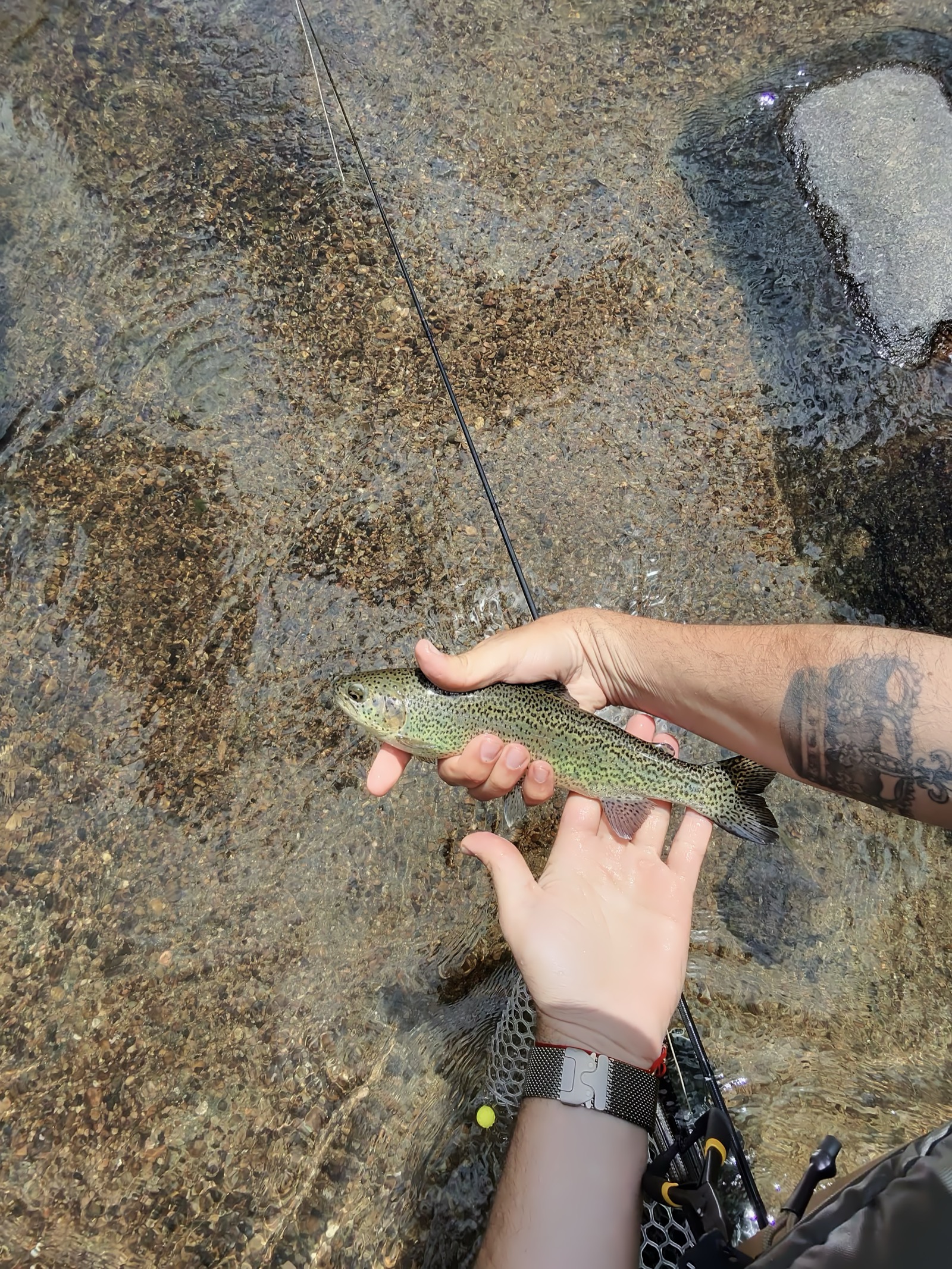 Overhead on a clear South Platte tailwater — a rainbow just brought to the net on the thin nymph leader, resting over clean cobble with the tippet running up off the fish.