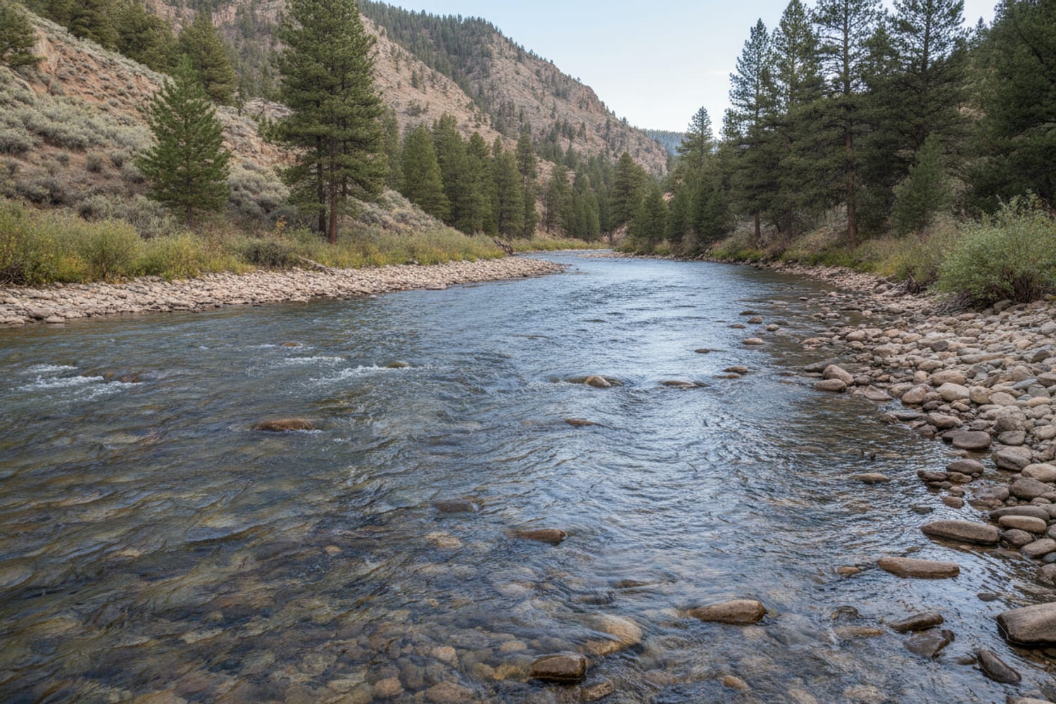 A clear South Platte tailwater run over cobble between low pine-dotted canyon slopes