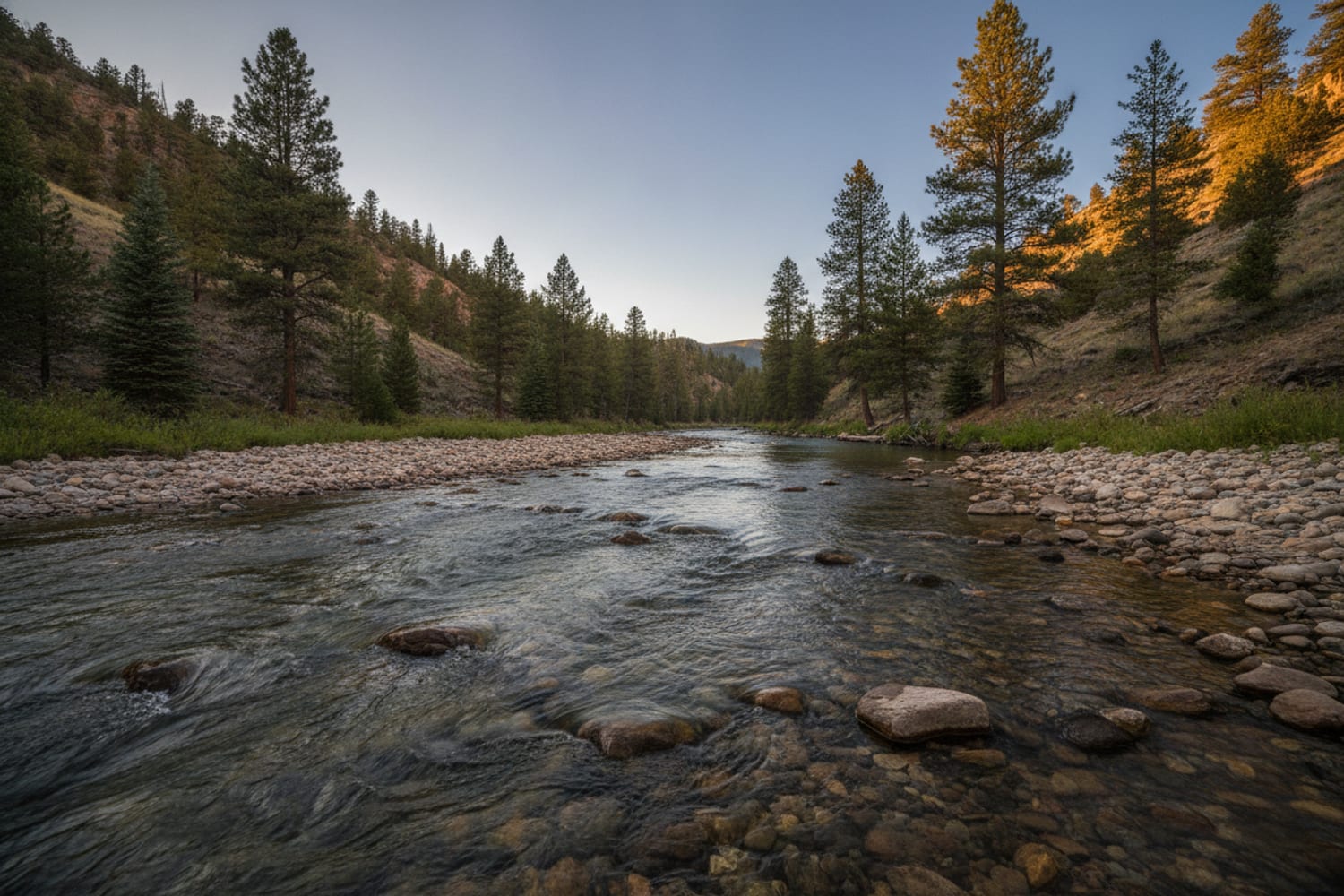 A clear South Platte tailwater run over cobble between low pine-dotted canyon slopes