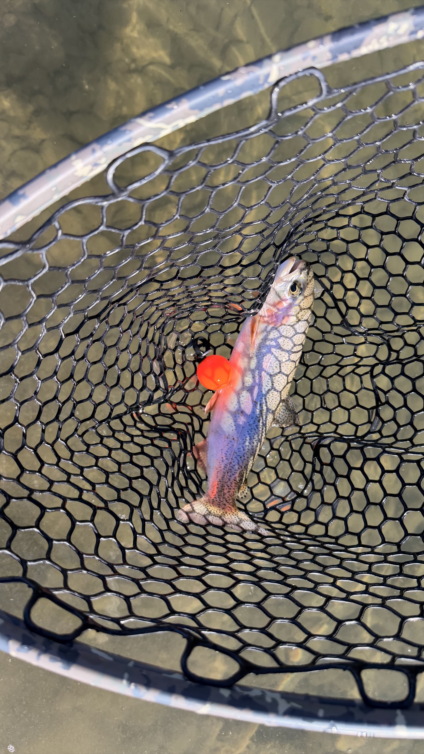 The take, made visible — a rainbow in the net with the orange egg pattern still in the corner of its jaw, moments after the sighter jumped and I set
