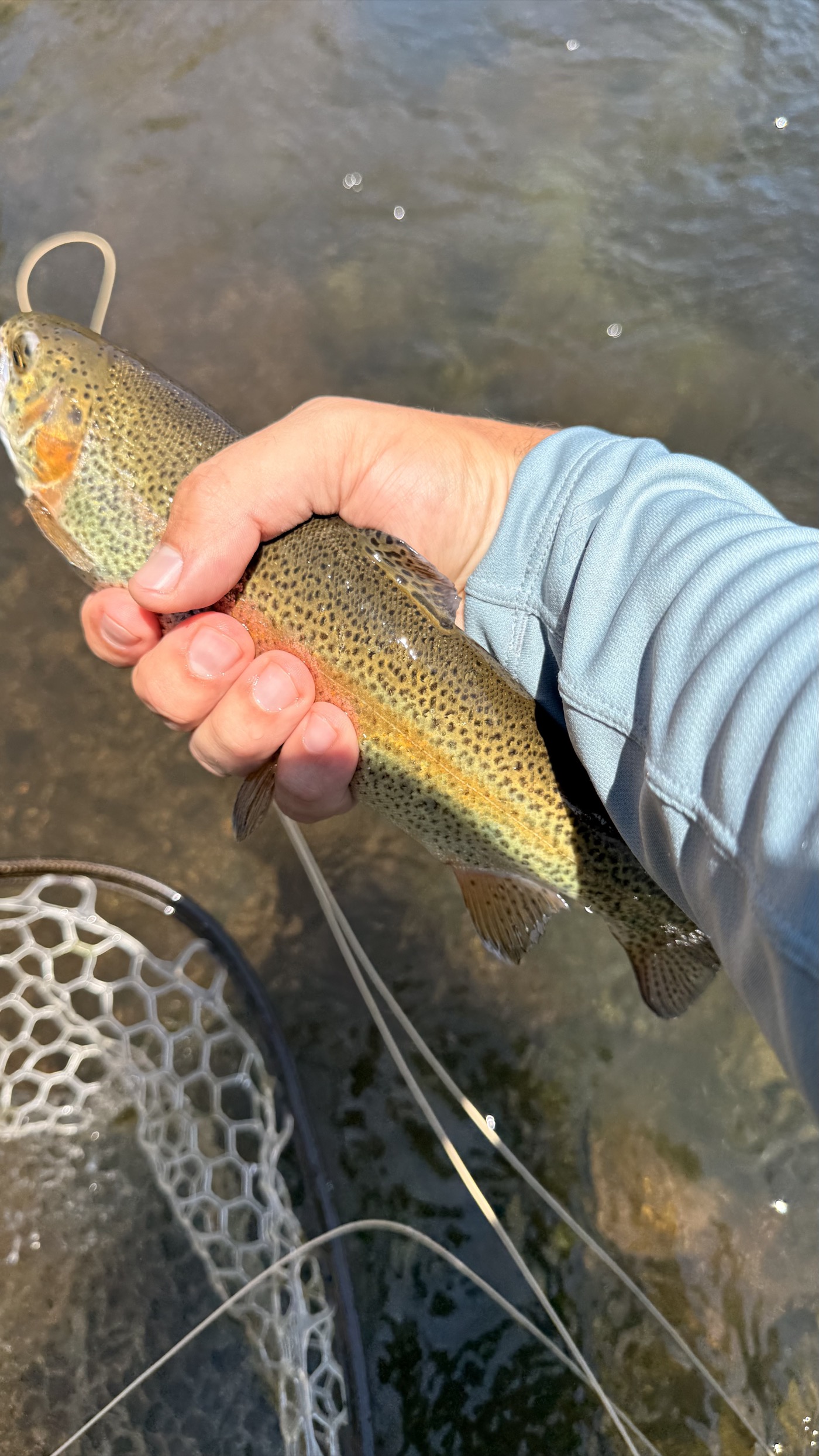 A South Platte rainbow held for a moment over clear tailwater before release — the payoff at the end of a drift the sighter read right